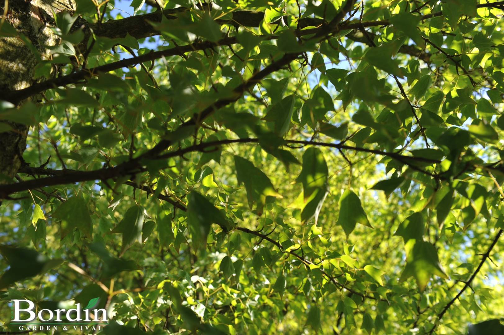 Acer buergerianum foglie.jpg