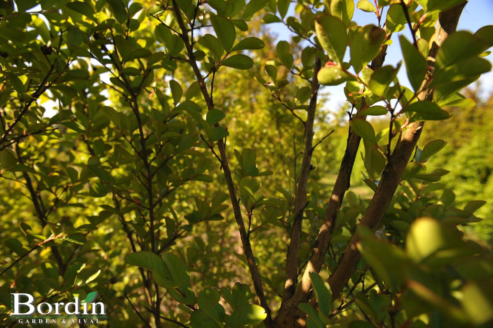 Lagerstroemia foglie.jpg