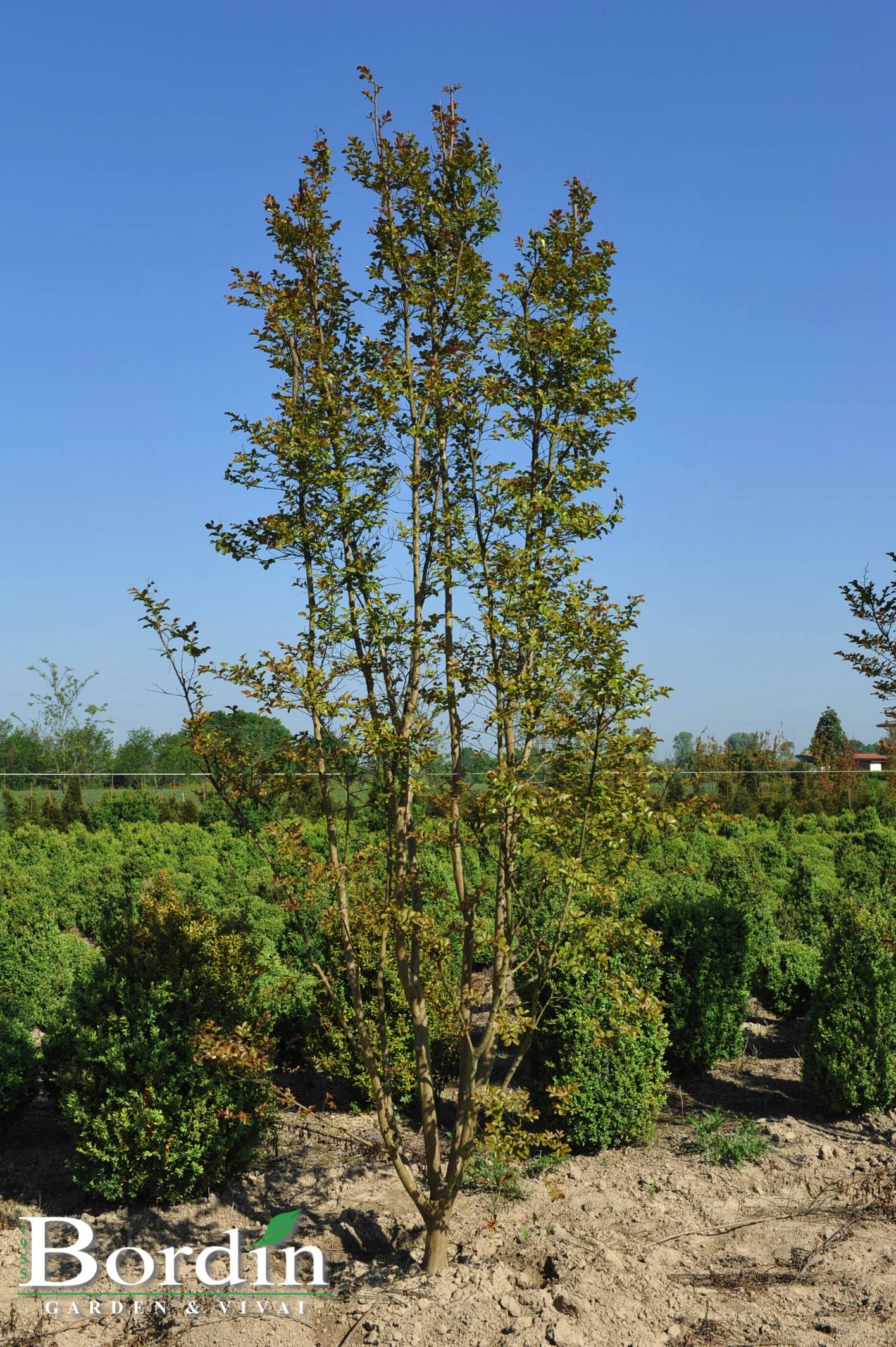 Lagerstroemia indica 1.jpg