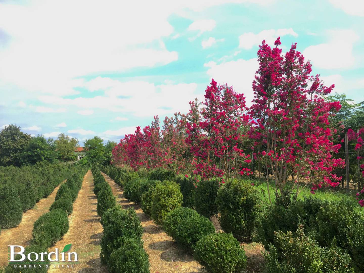 Lagerstroemia indica fioritura.jpg