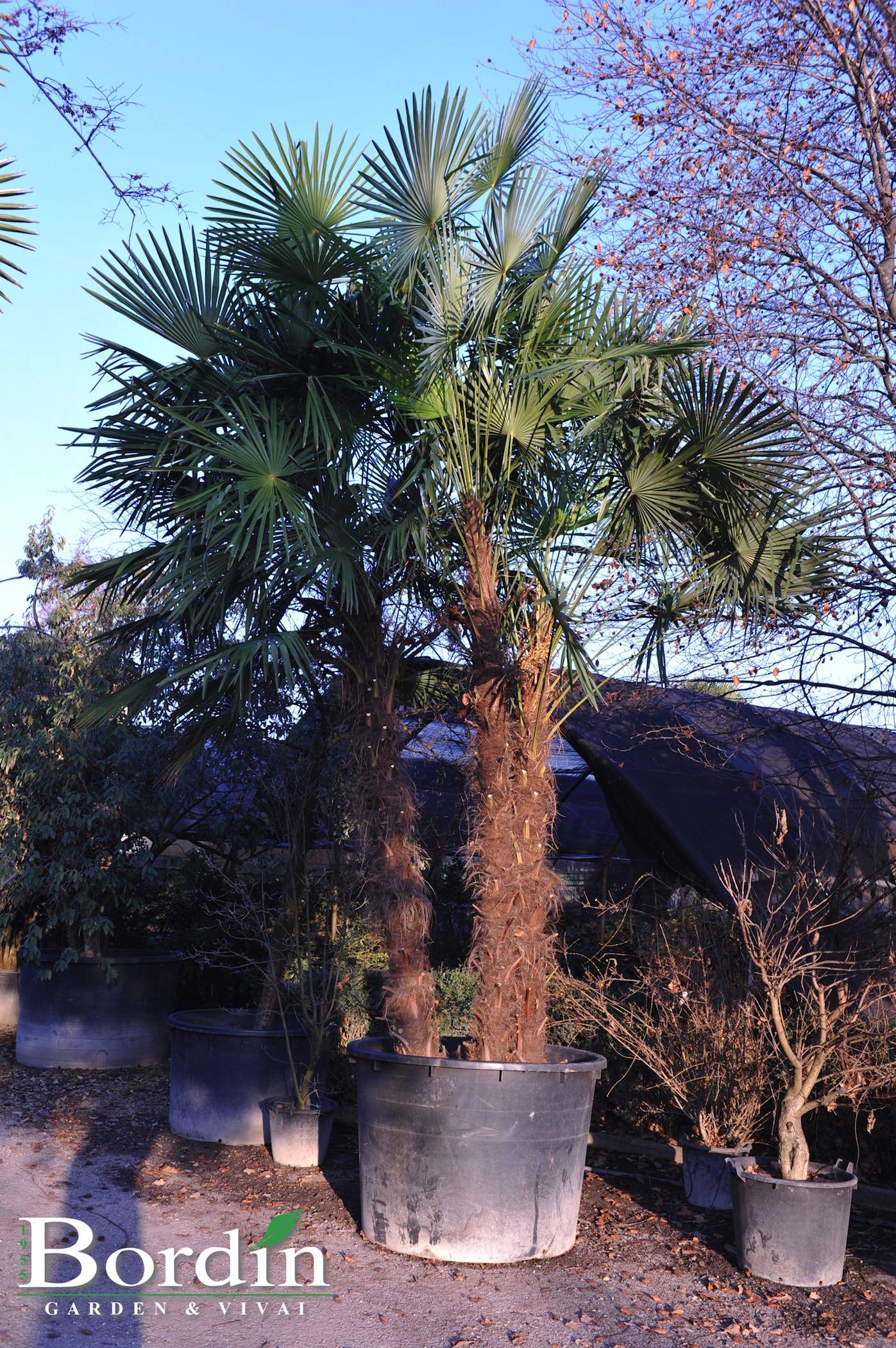 Chamaerops Excelsa Vaso 3 ceppi.jpg