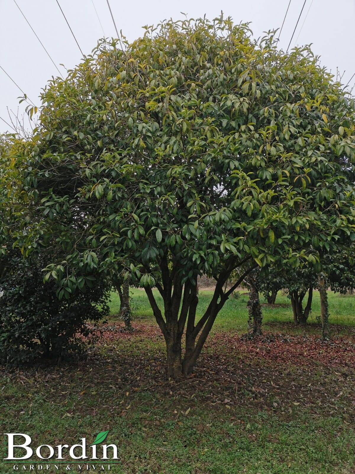 Osmanthus Armathus