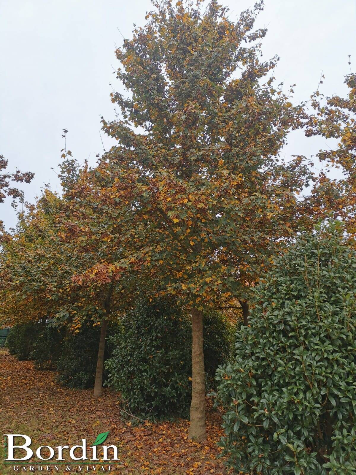 Acero campestris.jpg