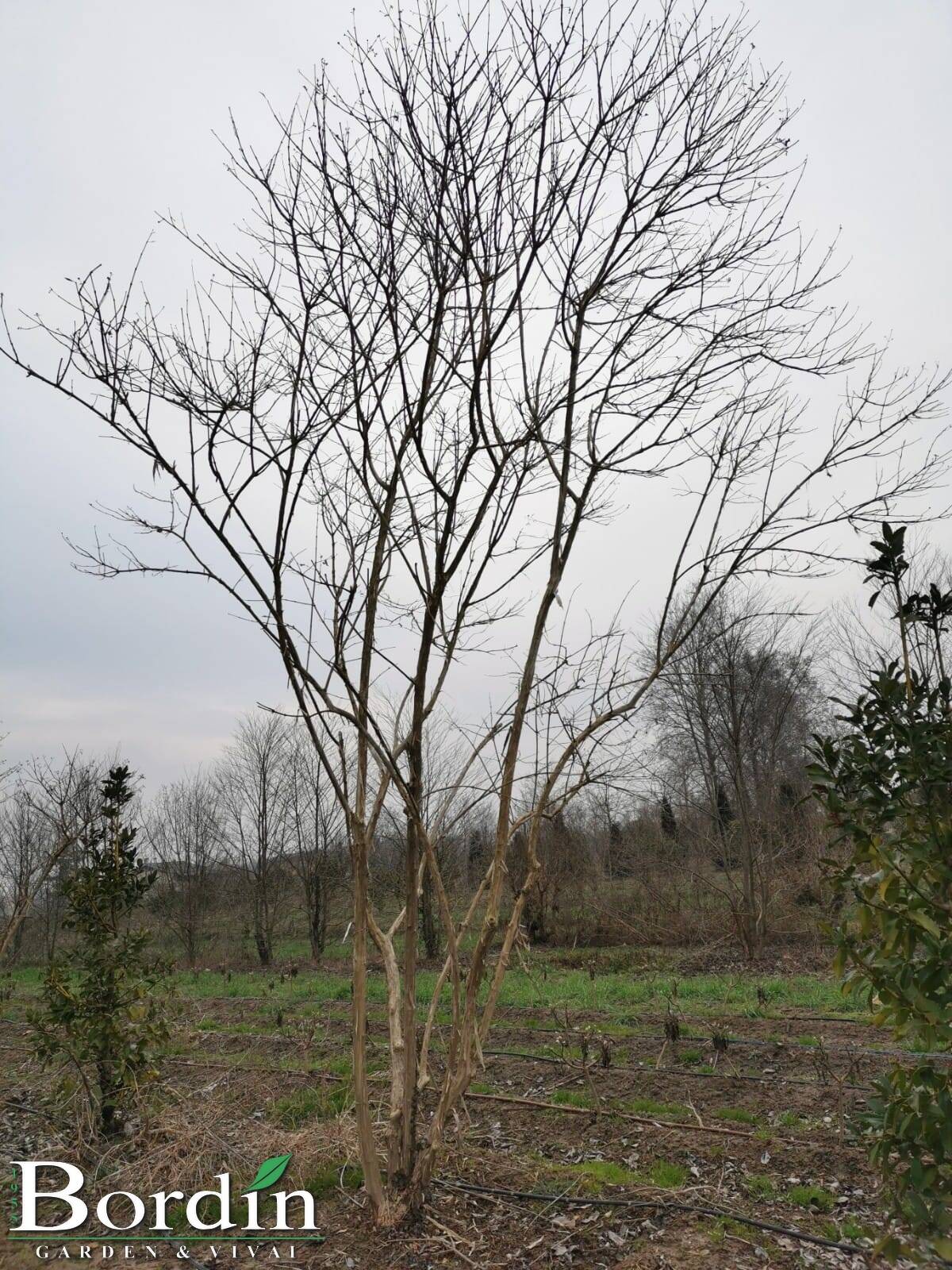 Heptacodium Myconoides