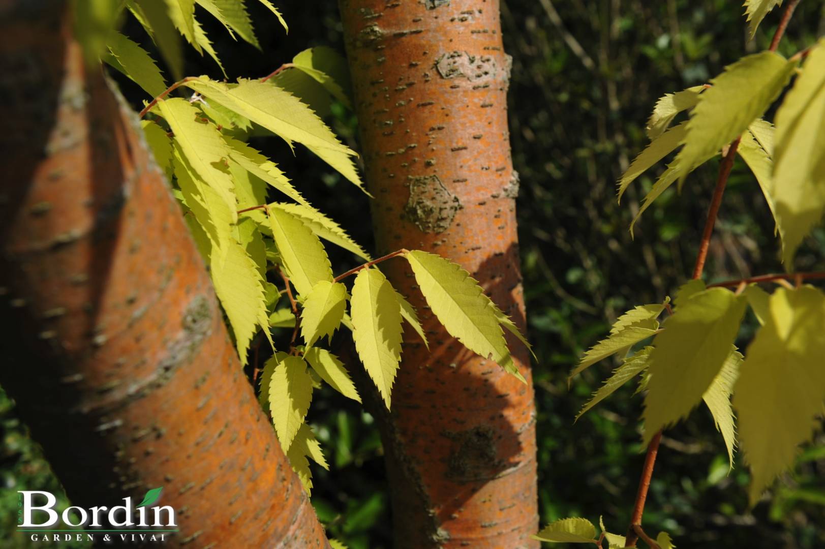 Zelkova serrata Ogon Tronco Foglie.jpg