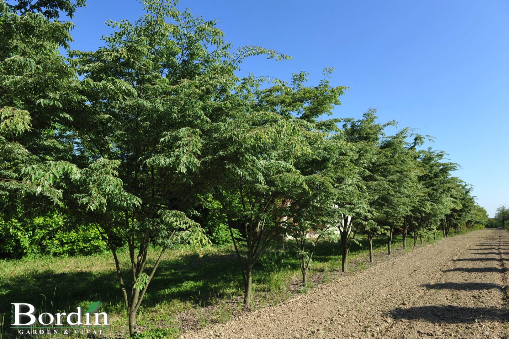 Zelkova serrata Variegata.jpg