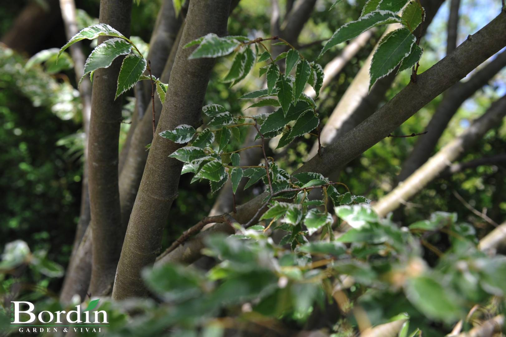 Zelkova serrata Variegata Foglie.jpg