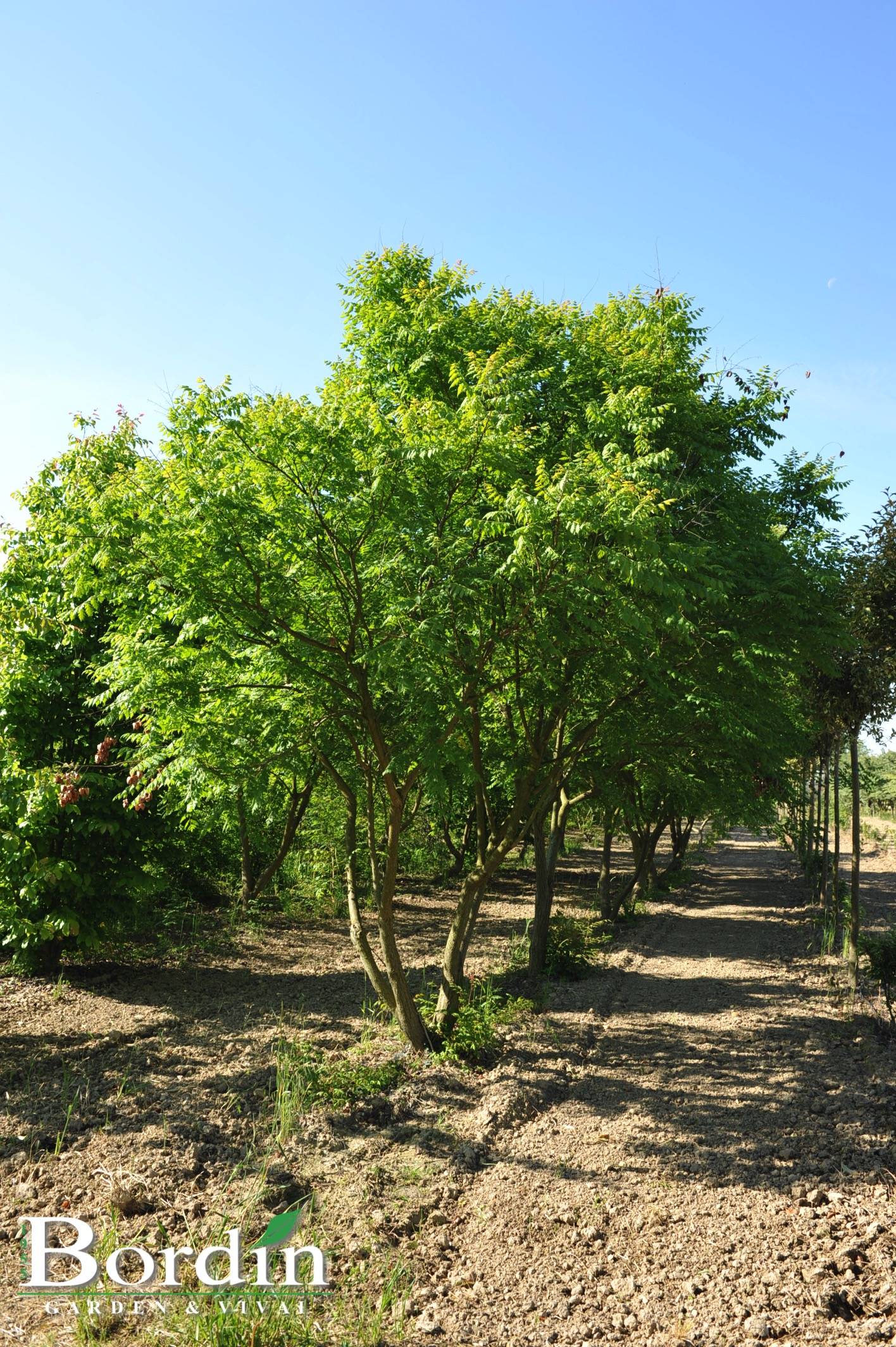 Koerleutera paniculata.jpg