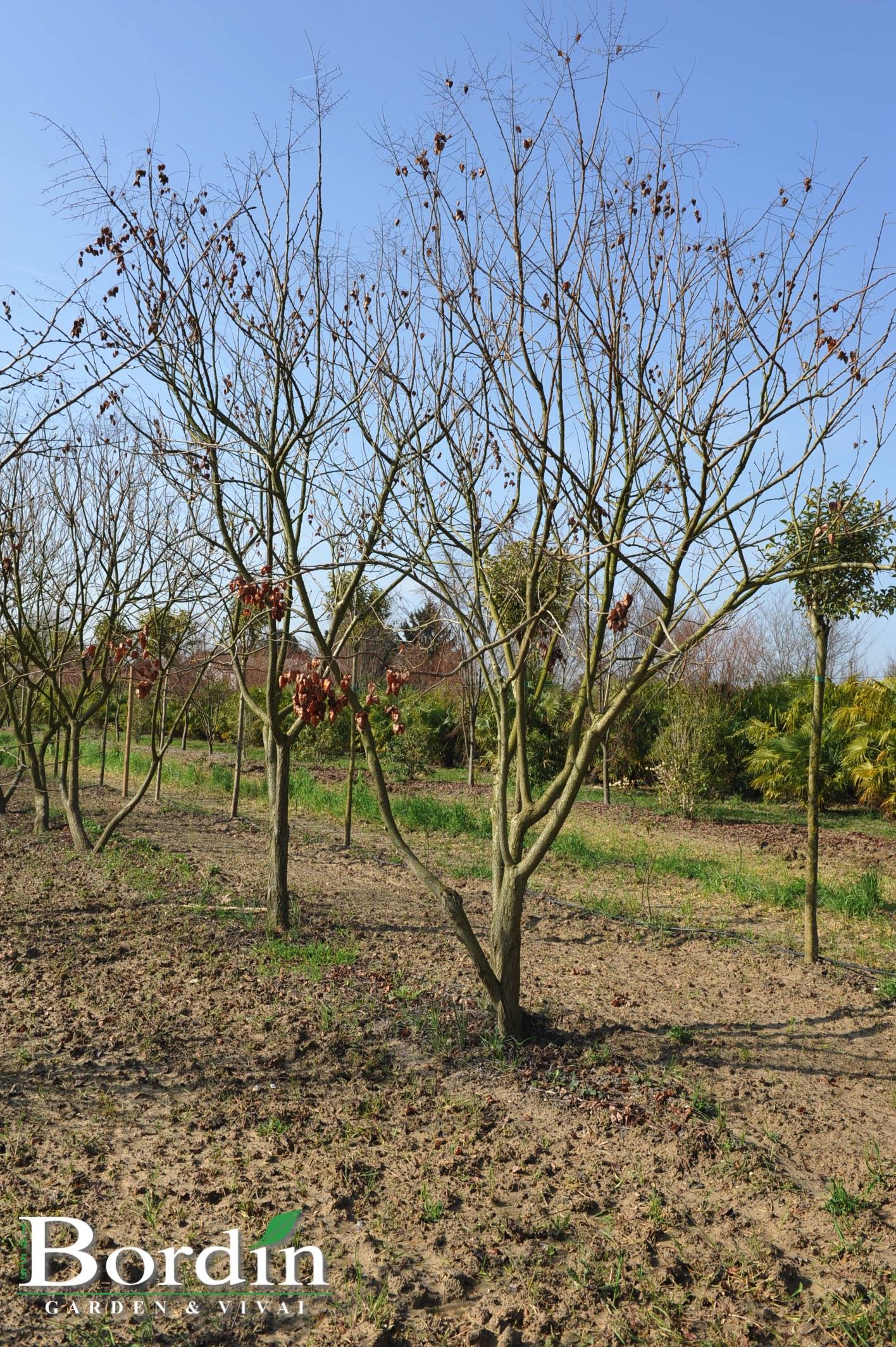 Koerleutera paniculata Inverno.jpg