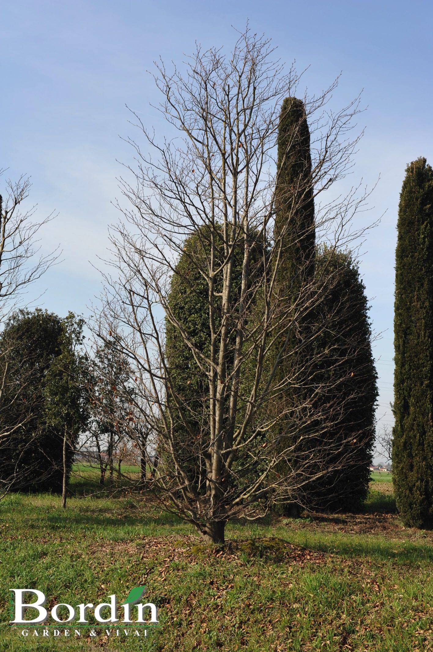 Fagus sylvatica Purpurea.jpg