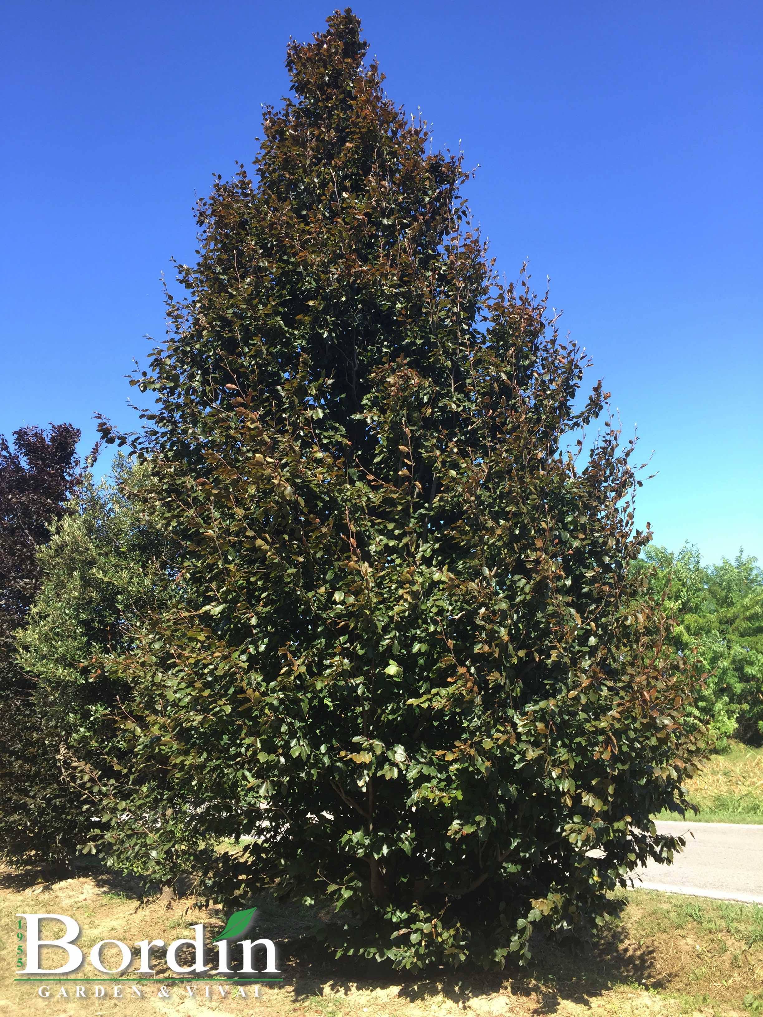 Fagus sylvatica Purpurea 3.jpg