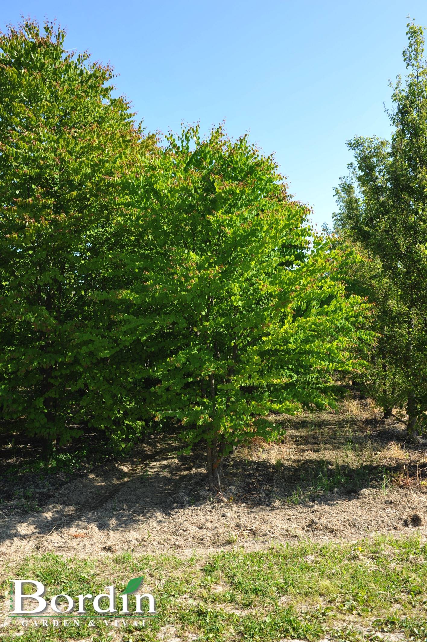 Cercidiphyllum japonicum 1.jpg
