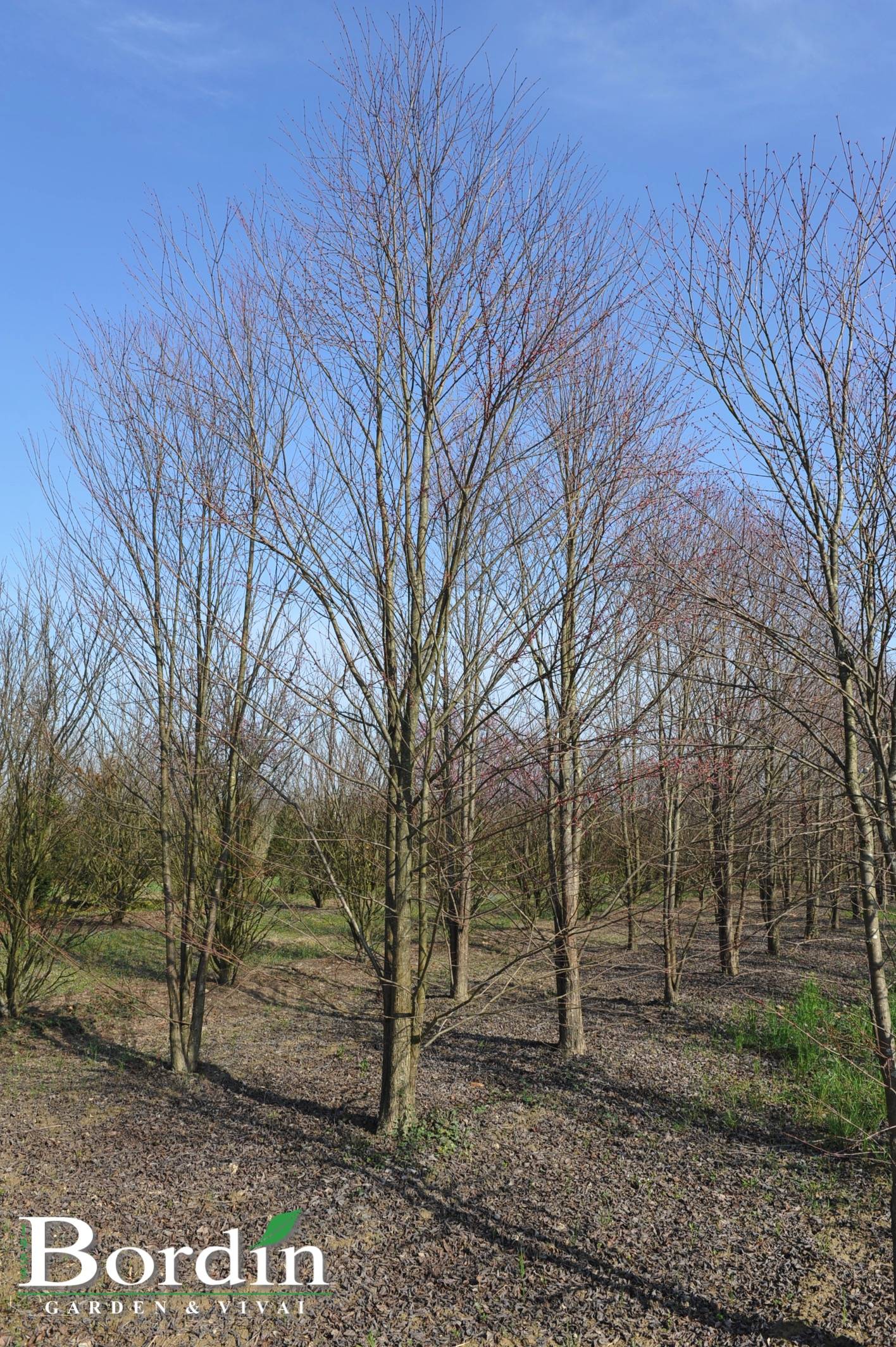 Cercidiphyllum japonicum Inverno.jpg