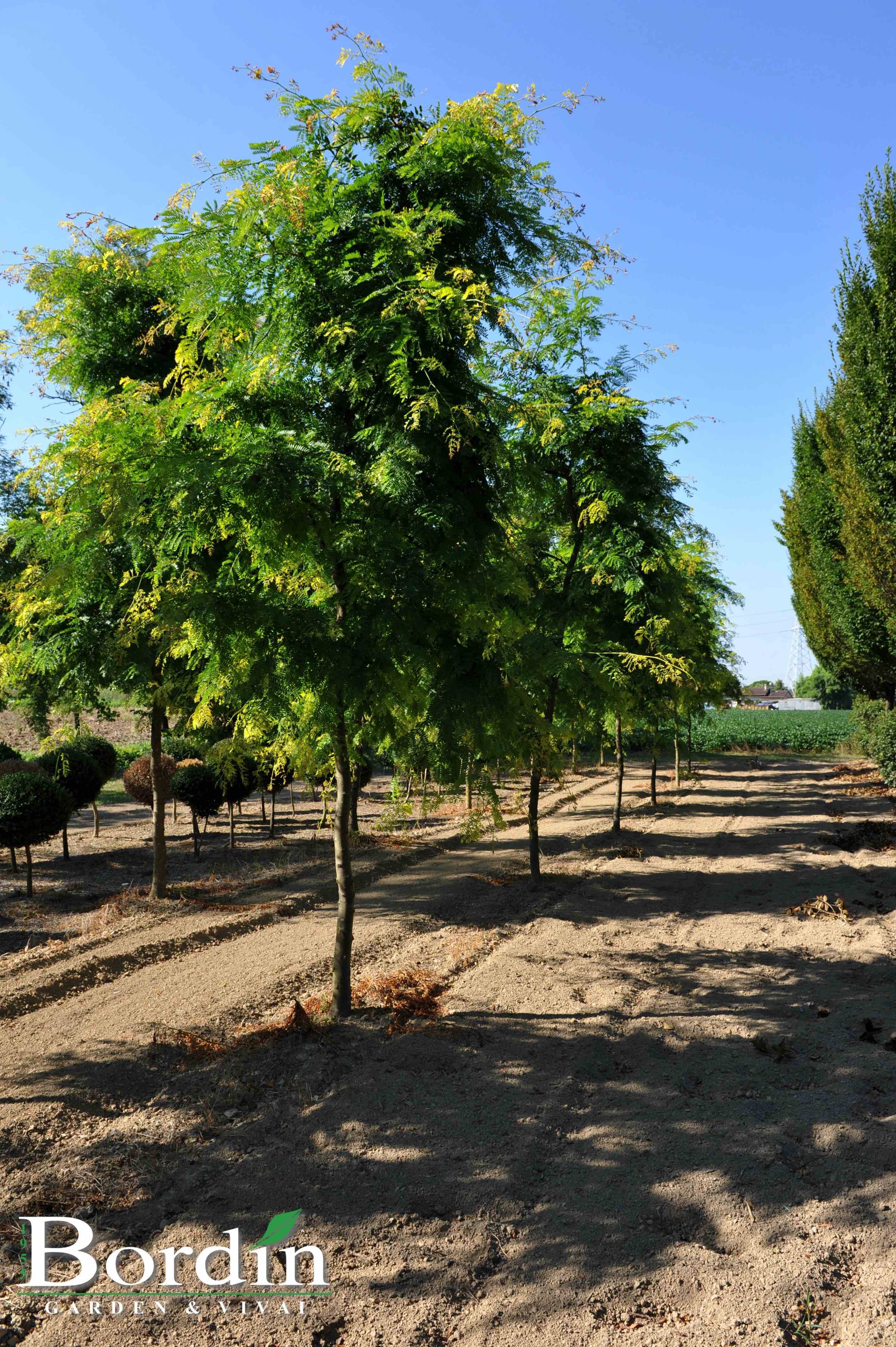 Gleditsia triacanthos aurea 1.jpg