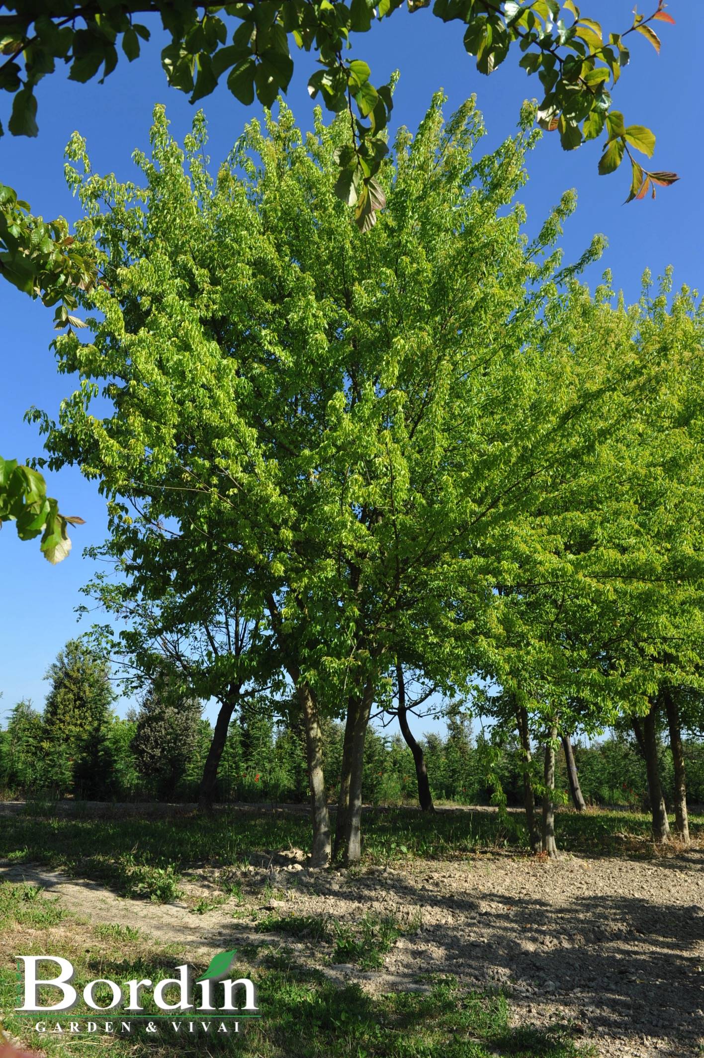 Acer buergerianum.jpg