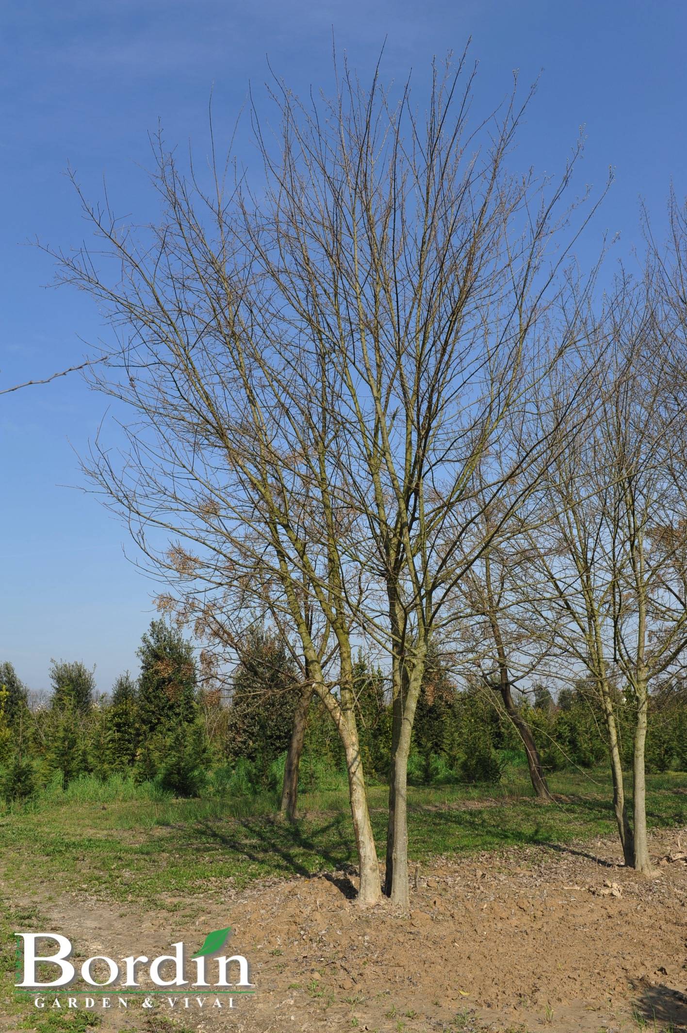 Acer buergerianum Inverno.jpg