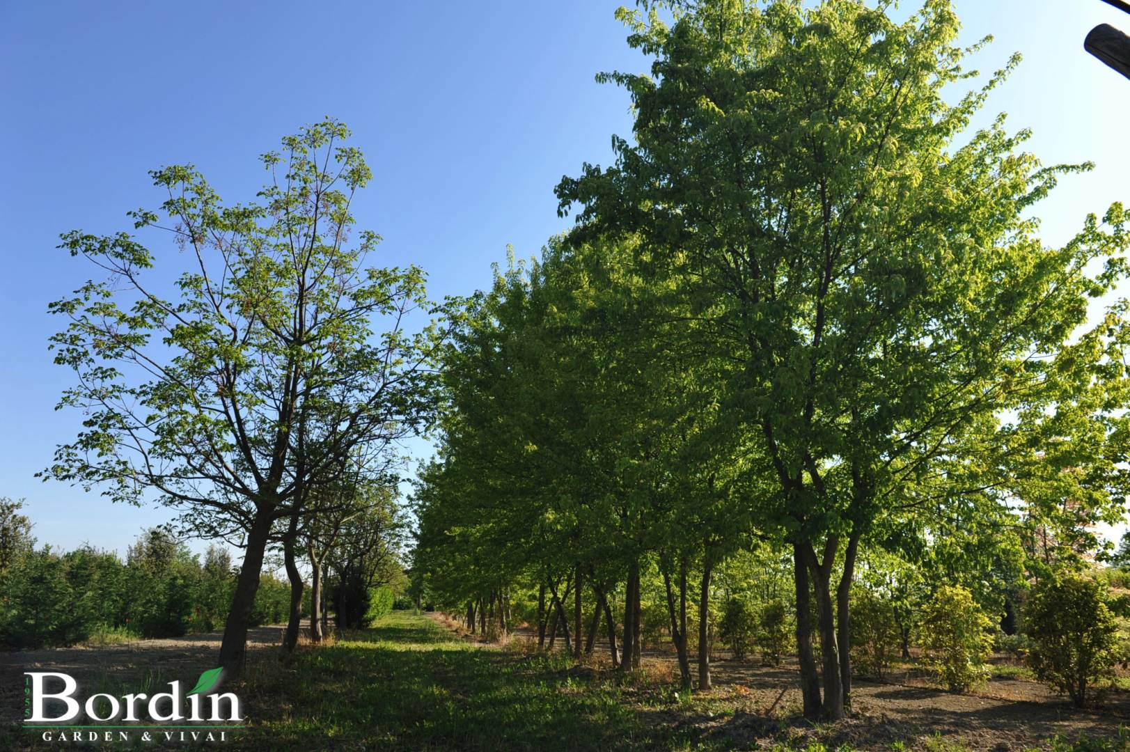 Acer buergerianum e Melia azederach.jpg