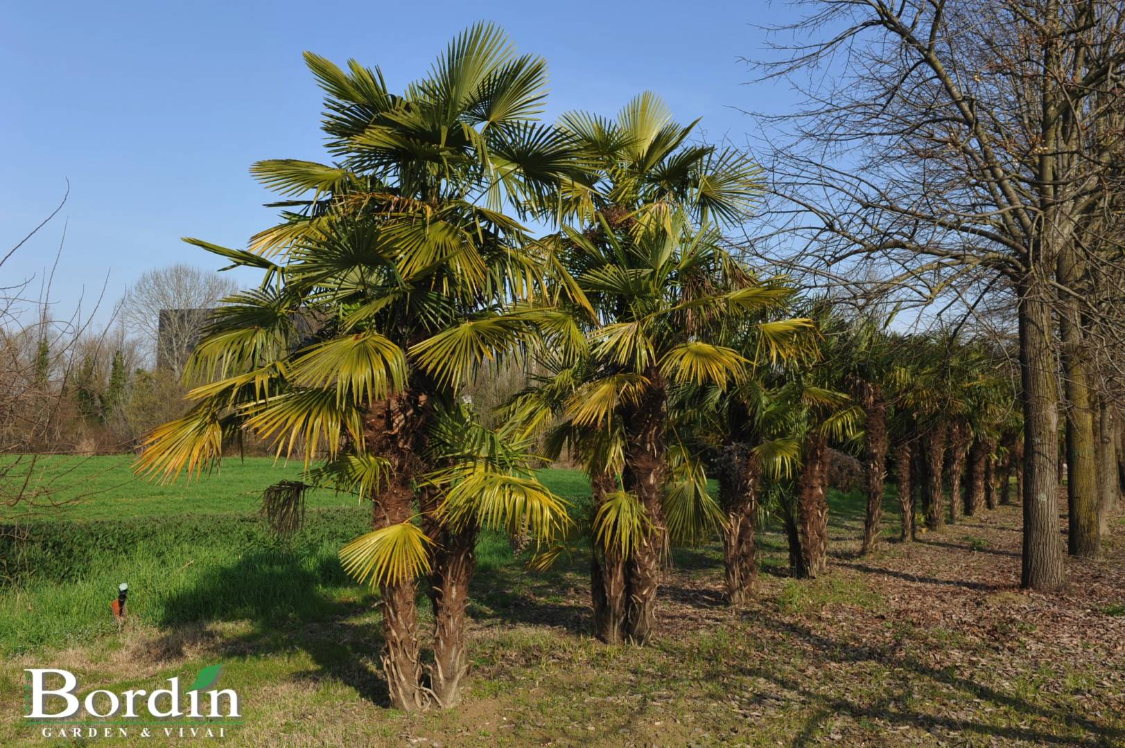 Chamaerops excelsa.jpg