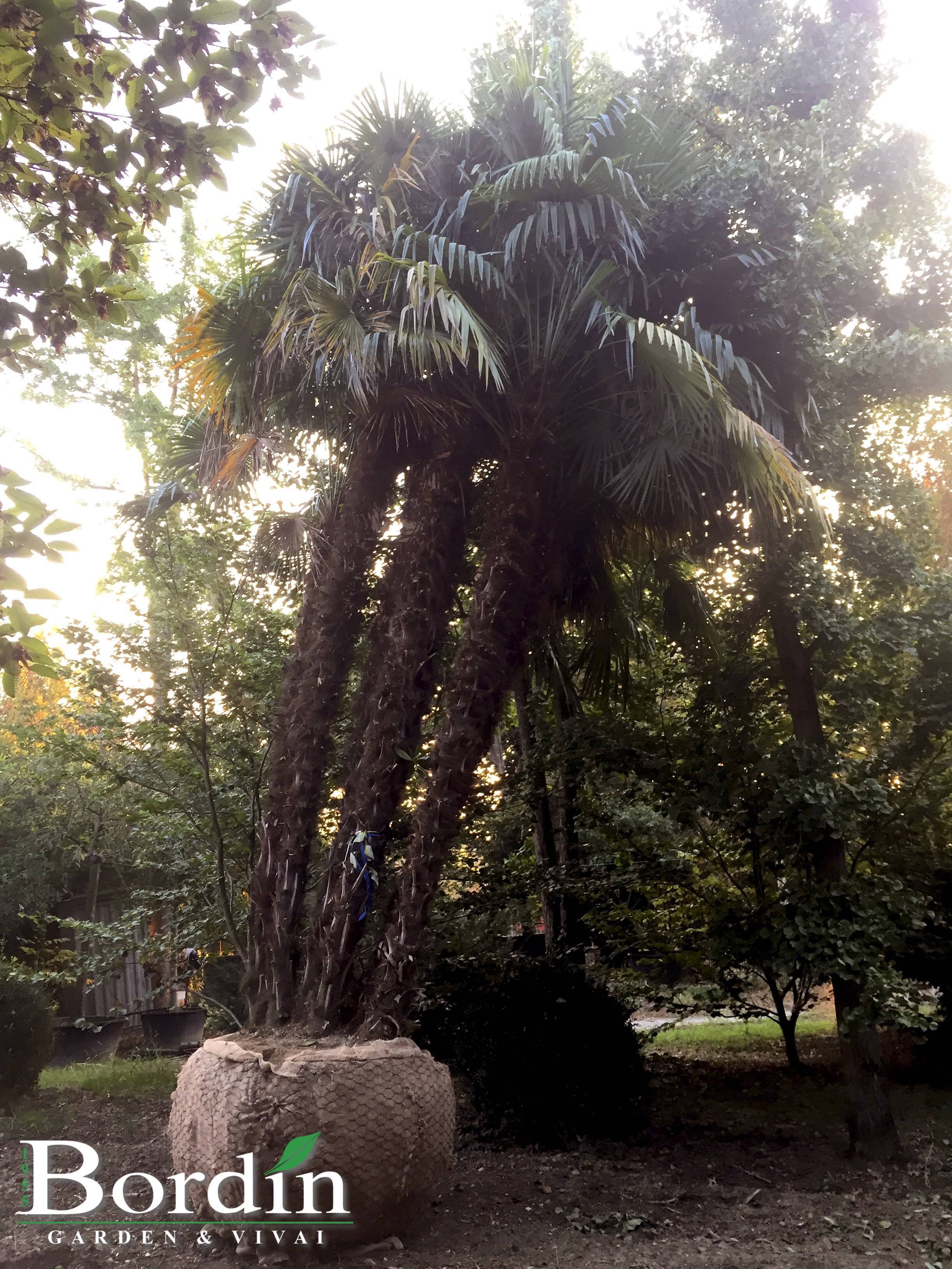 Chamaerops excelsa Esemplare.jpg