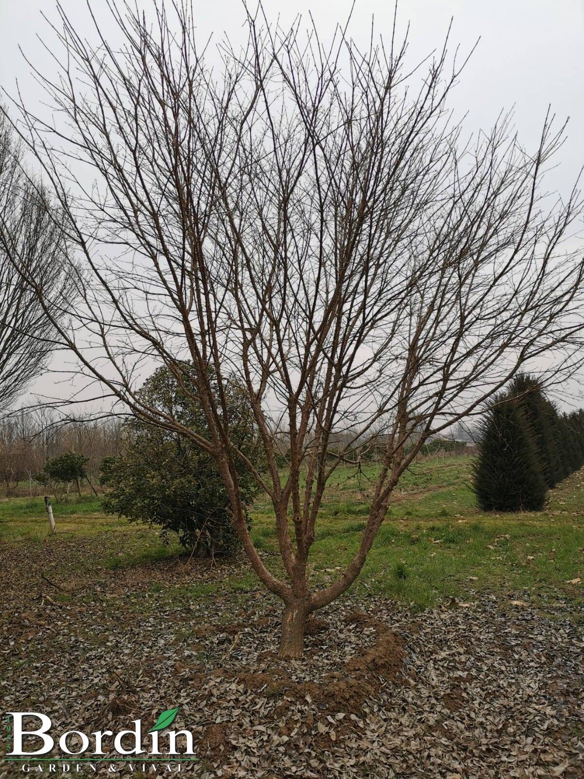 Chionanthus Retusus