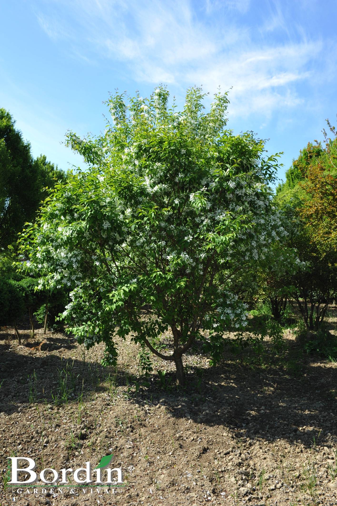 Chionanthus retusus.jpg