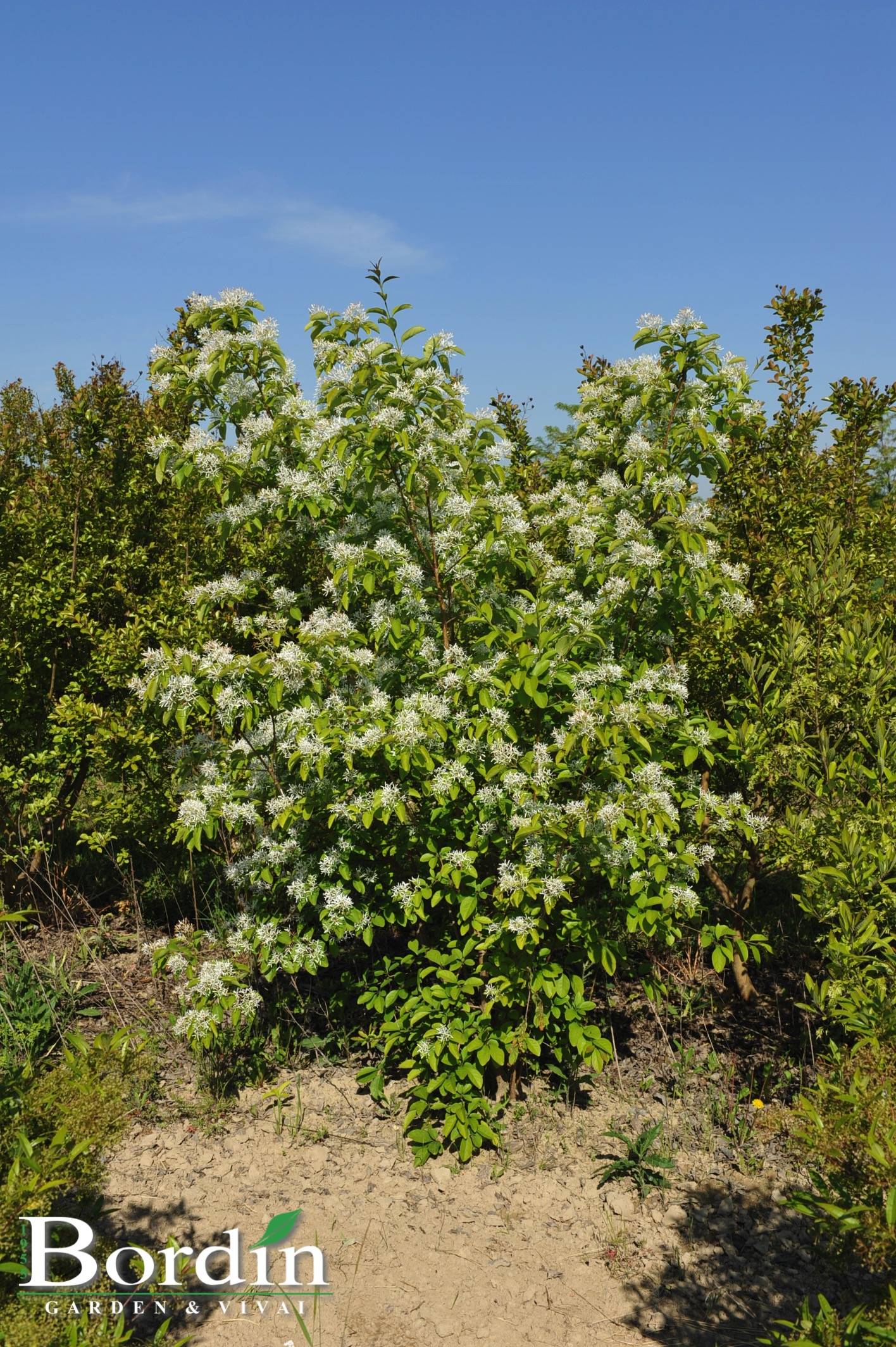 Chionanthus retusus 1.jpg