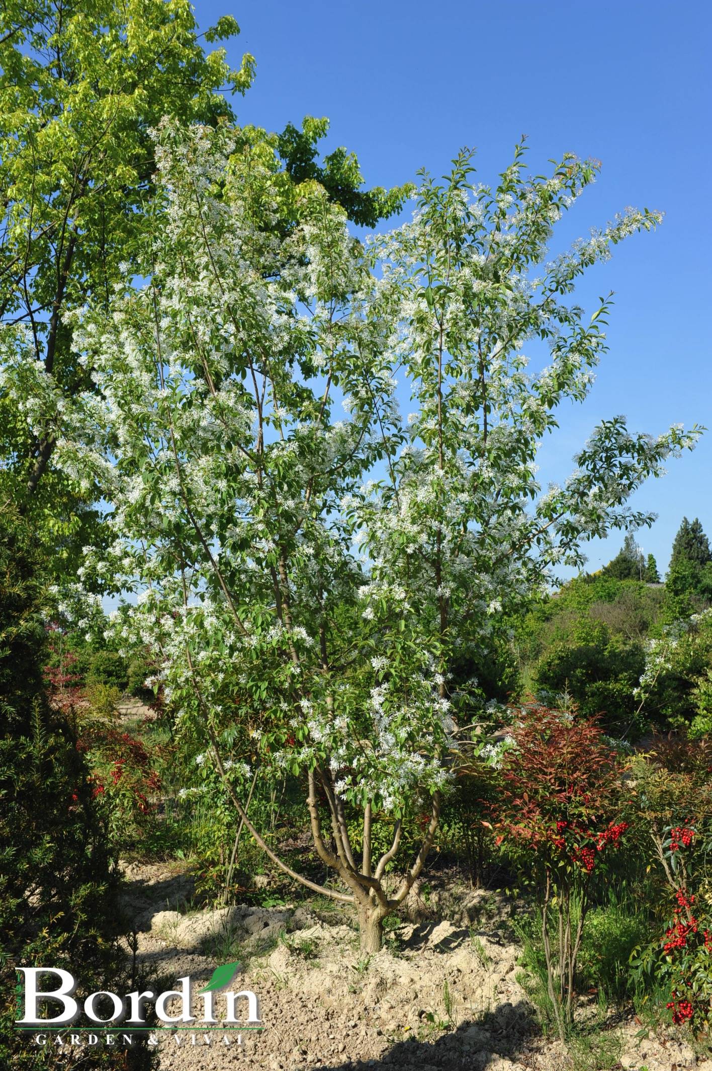 Chionanthus retusus 2.jpg