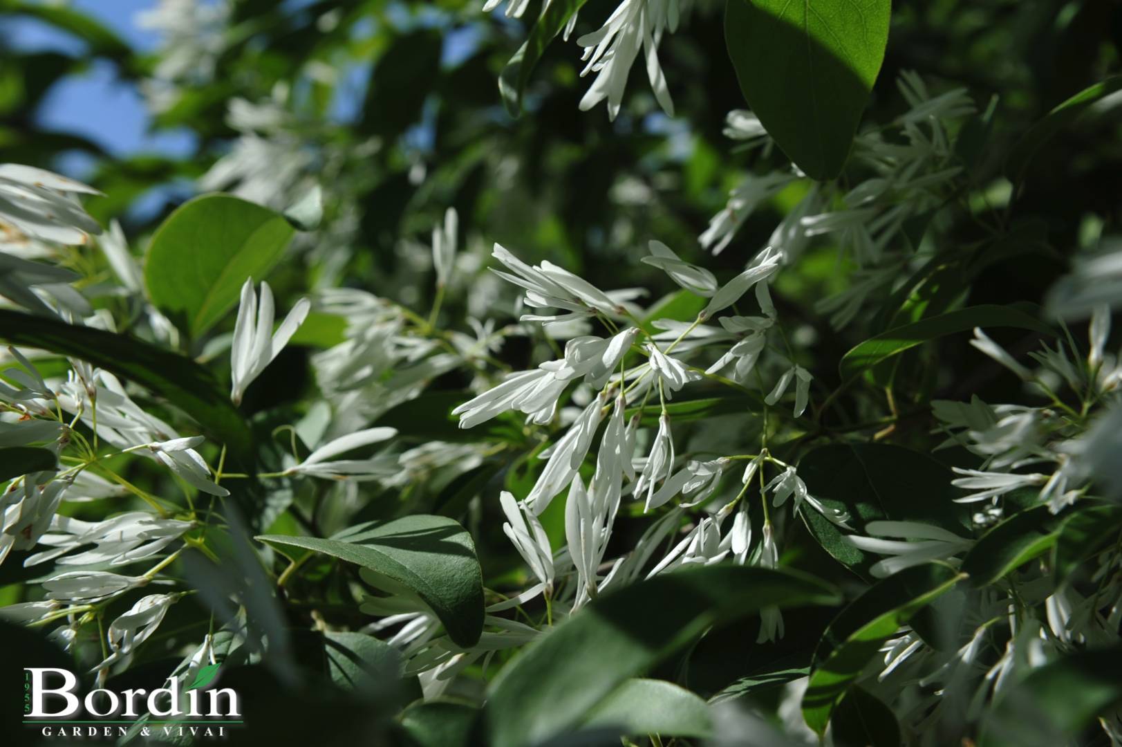 Chionanthus retusus Fiori.jpg