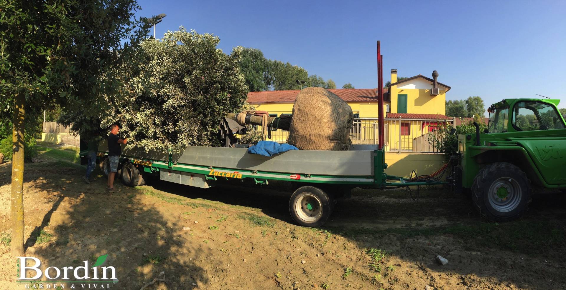 Quercus ilex Alberetto esemplare.jpg
