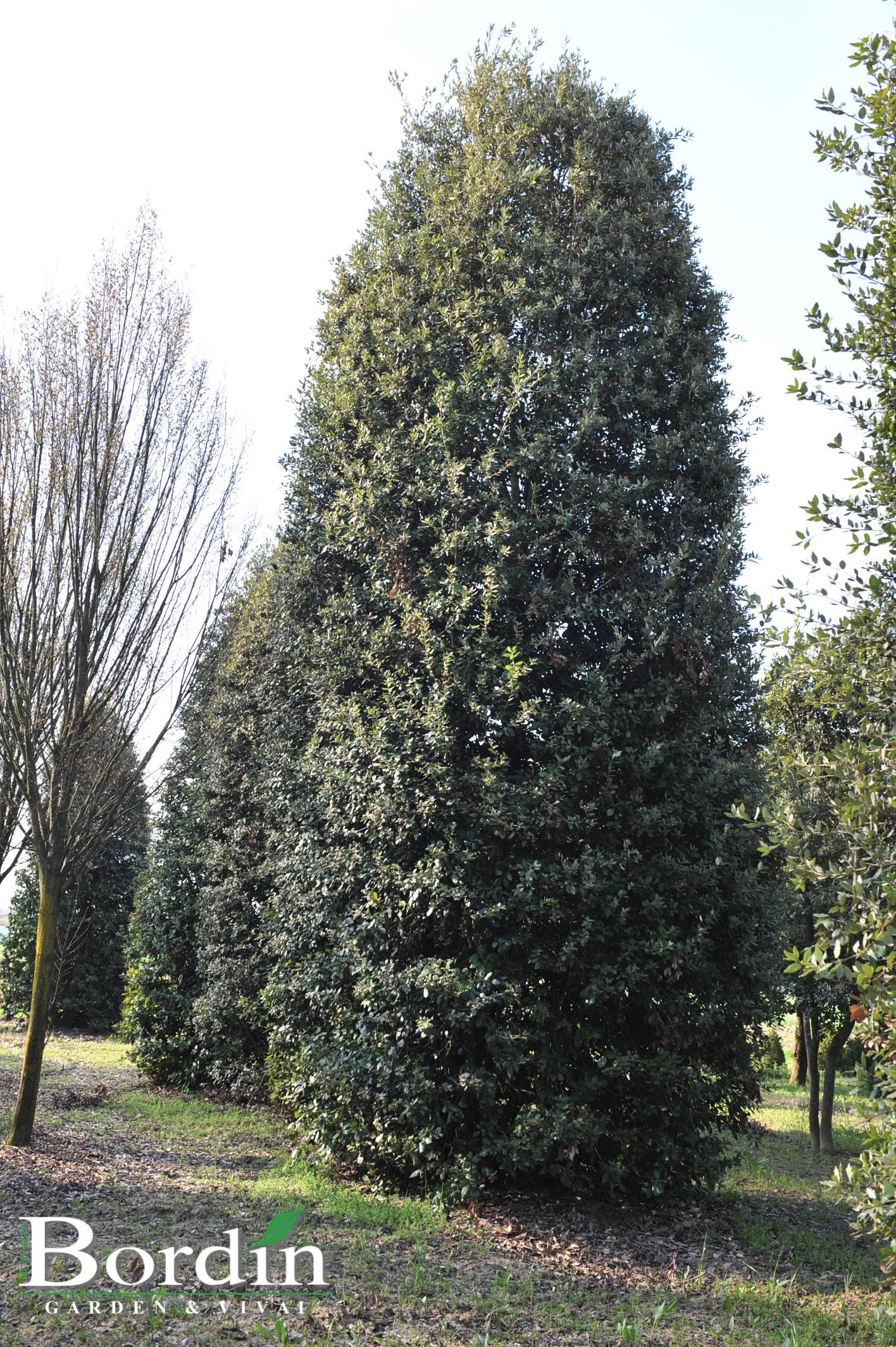 Quercus ilex.jpg