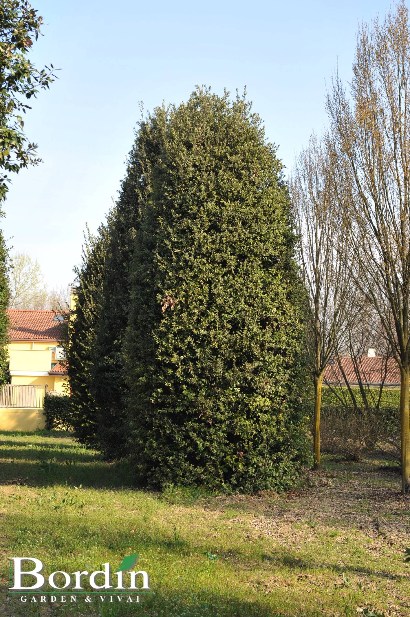 Quercus ilex 1.jpg