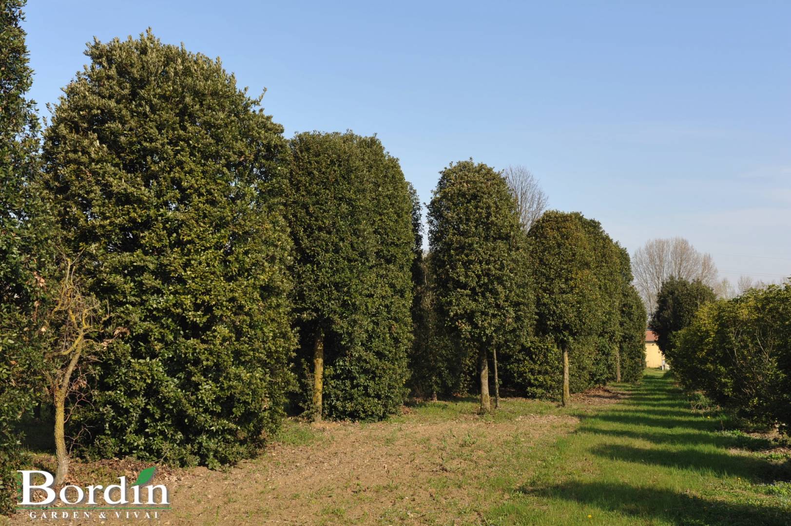 Quercus ilex Alberetto e Cespugli Esemplare.jpg