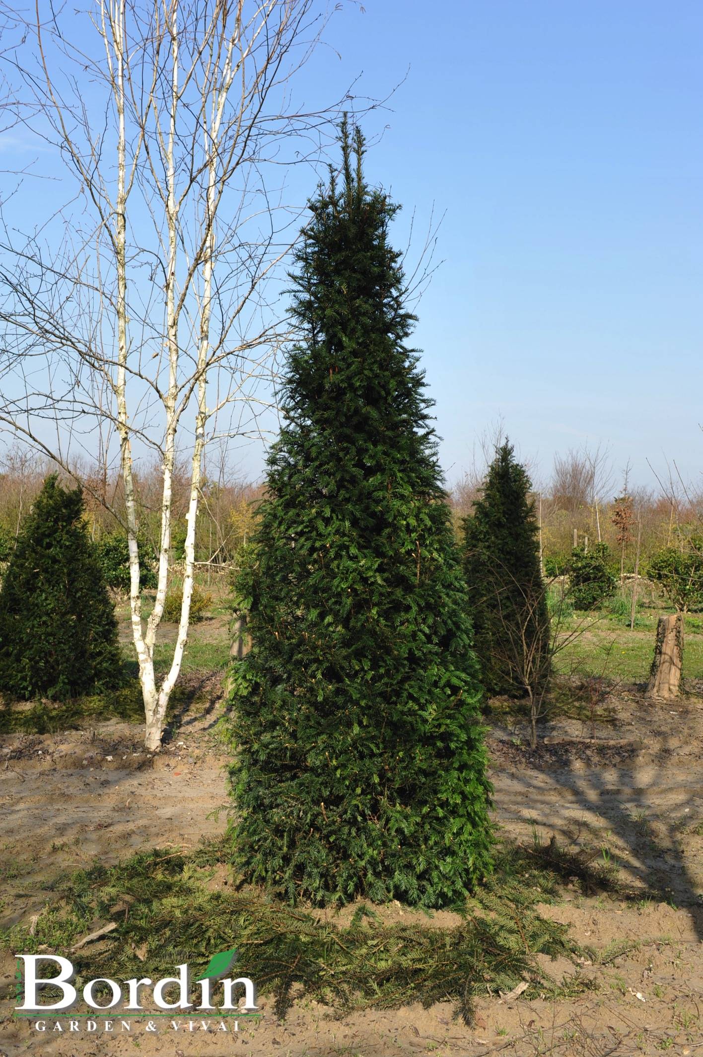 Taxus baccata-1.jpg