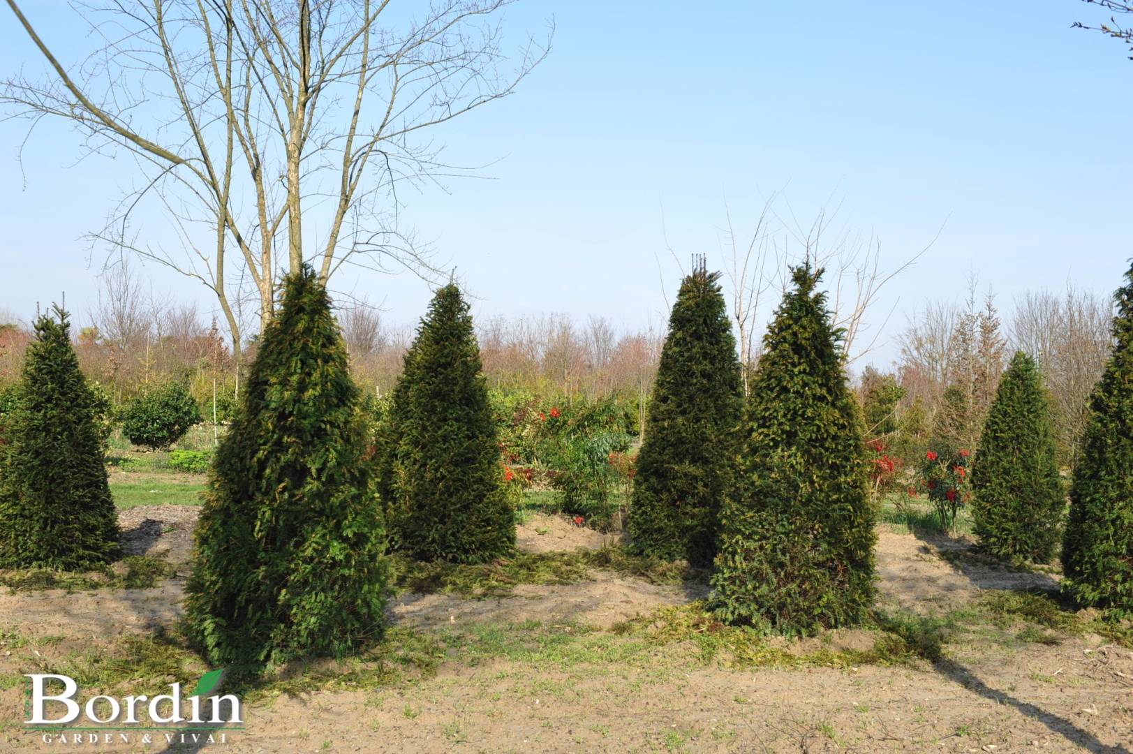 Taxus baccata 1-1.jpg