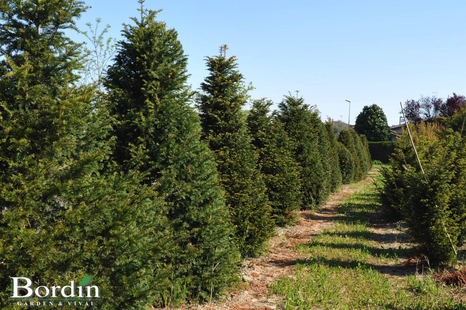 Taxus baccata 1.jpg