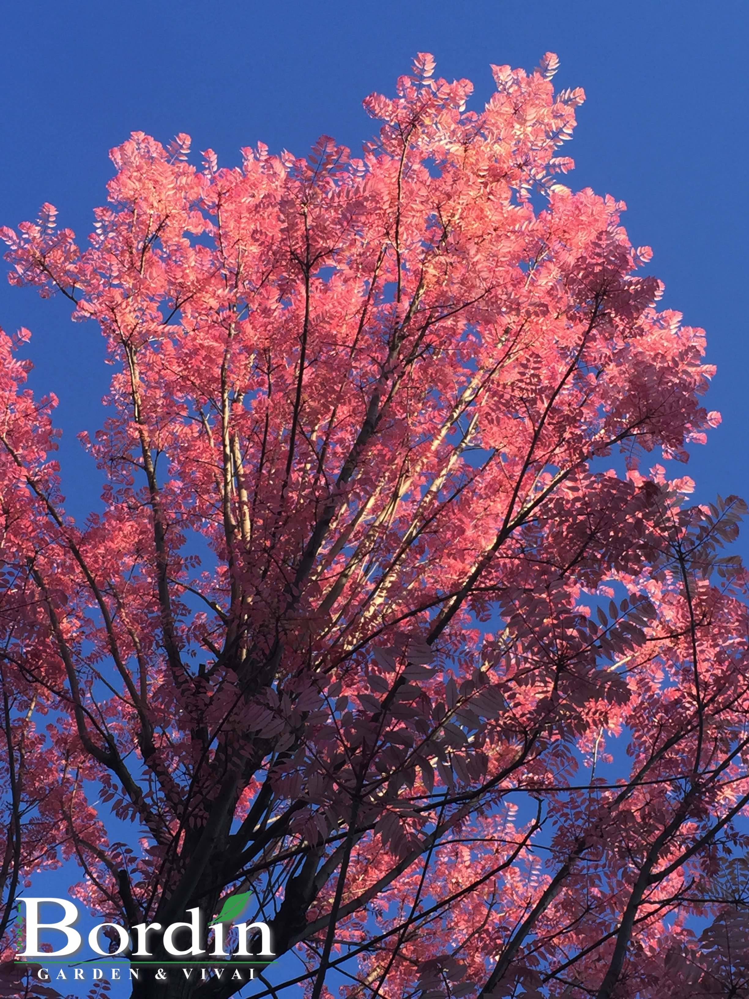 Tona sinensis fogliame.jpg