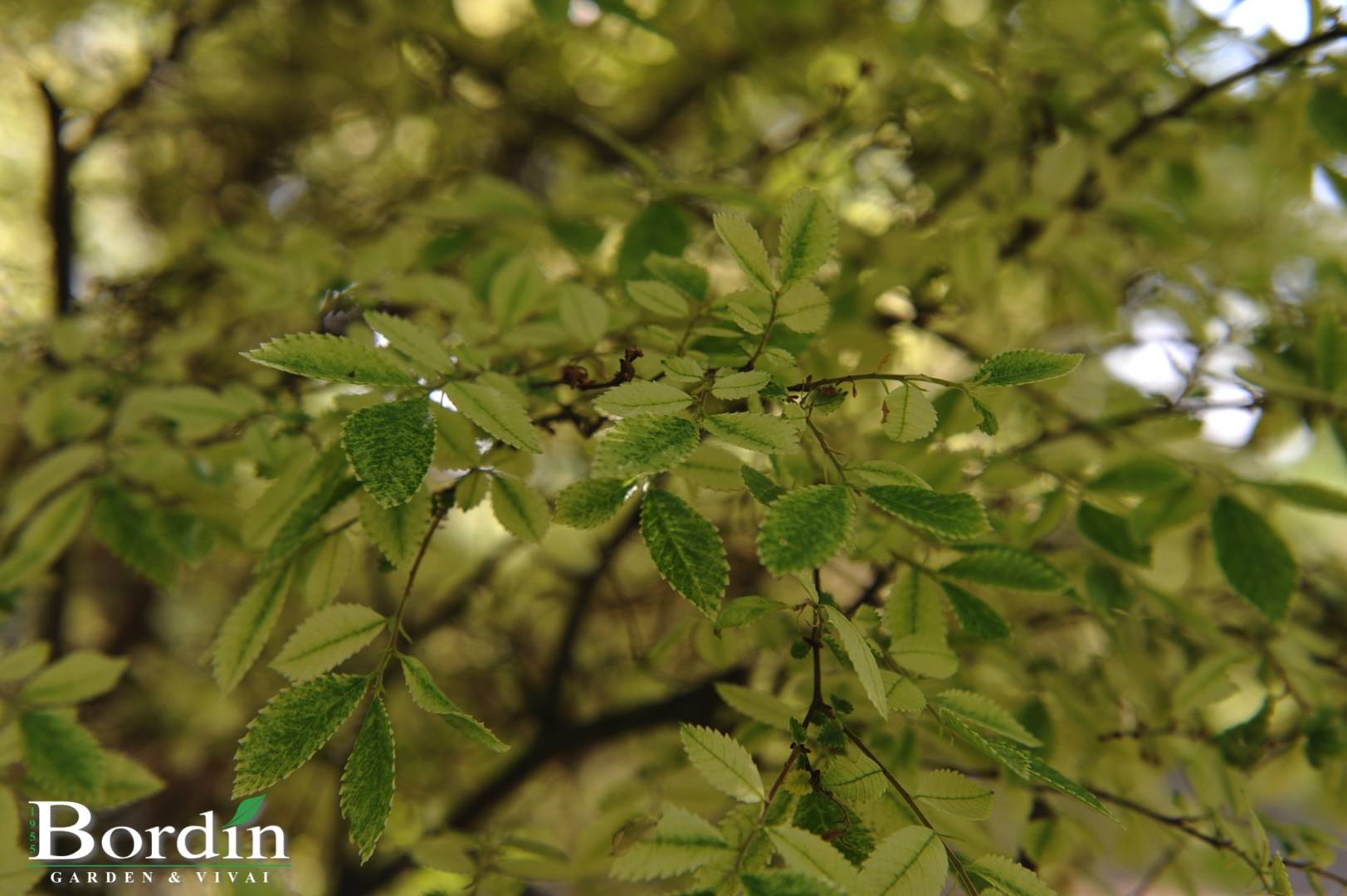 Ulmus parviflora Geisha Foglie.jpg