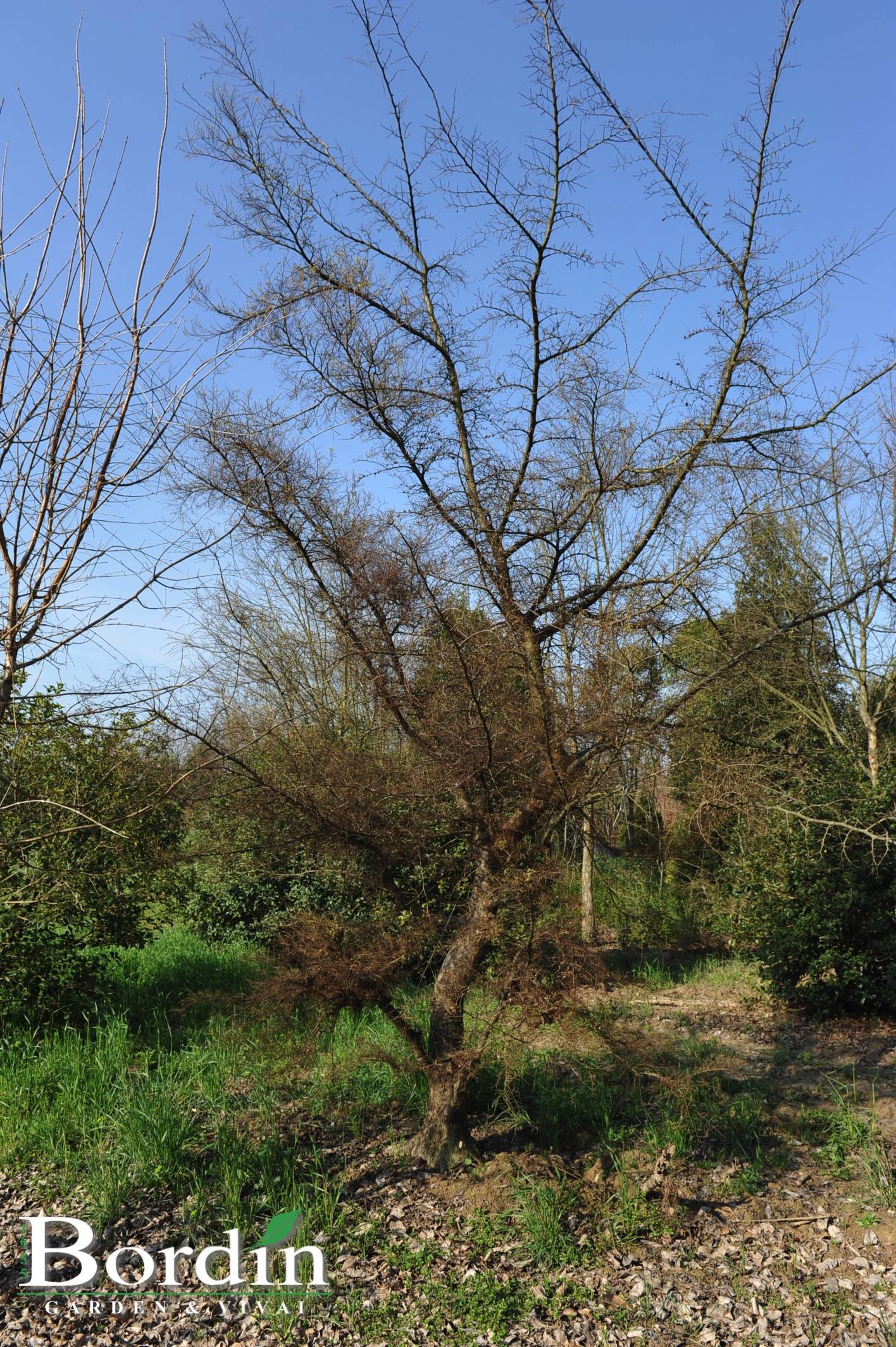 Ulmus parviflora Geisha Inverno.jpg