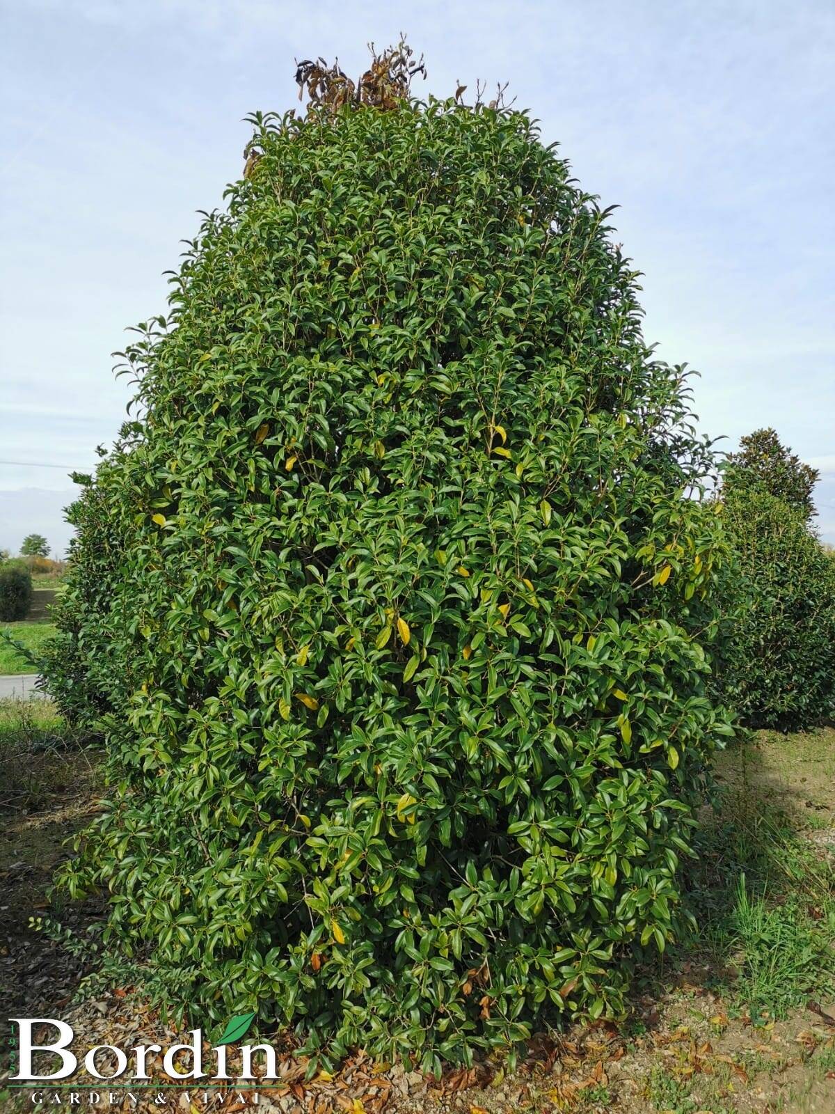 Osmanthus Aurantiacus